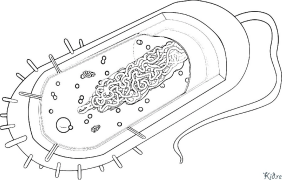 bacterium Àwọn Ojúewé Àwọ̀ Tí A Tẹ̀wé